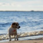 Why Travelling with Your Dog is the Best Decision You’ll Ever Make