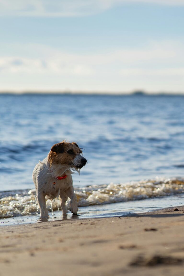 Why Travelling with Your Dog is the Best Decision You’ll Ever Make